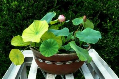 ​碗莲的种植方法水培