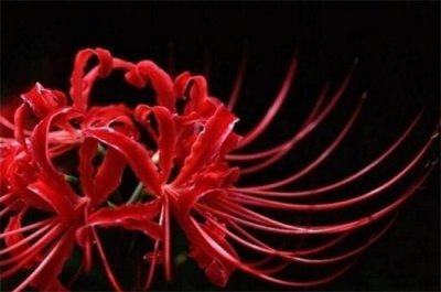 ​彼岸花代表什么星座，神秘天蝎座与纯真白羊座（图）