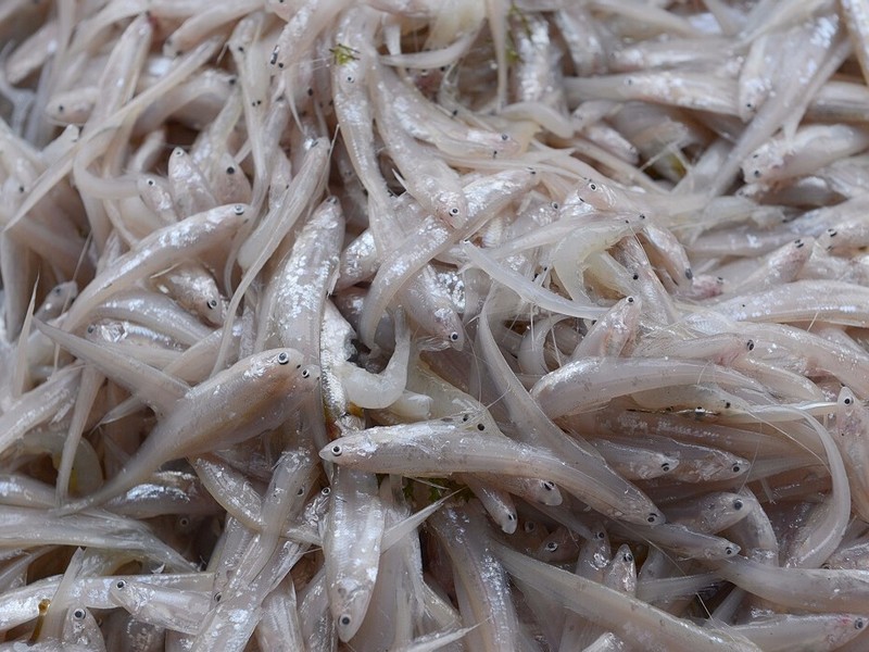 太湖三白是哪三白(图2)