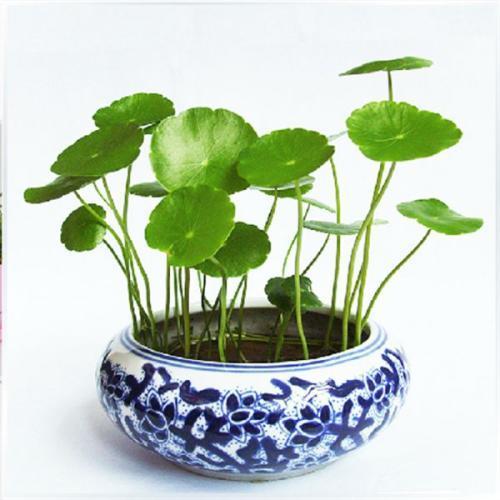 铜钱草的养殖方法和注意事项（图）(图4)