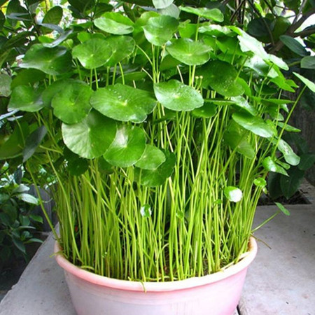 铜钱草的养殖方法和注意事项（图）(图3)