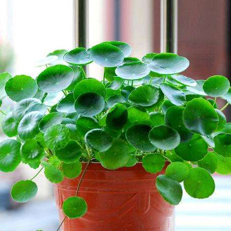 铜钱草的养殖方法和注意事项（图）(图1)