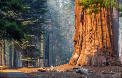 ​植物趣闻|一生必去的8大奇幻森林