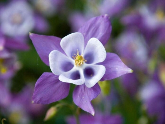 室内盆栽花卉如何选购：住所朝向环境，个人喜好(图4)