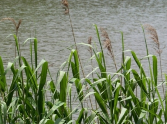 一定要看，包粽子居然可以用这些叶子(图5)