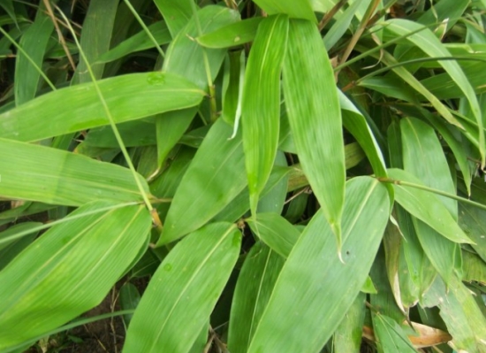 一定要看，包粽子居然可以用这些叶子(图3)