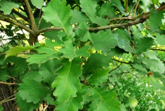 一定要看，包粽子居然可以用这些叶子(图7)