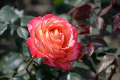 ​月季花的养殖方法和注意事项