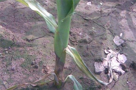 花店买的满天星怎么养，掌握4个要点可让植株长的枝繁叶茂（图）(图7)