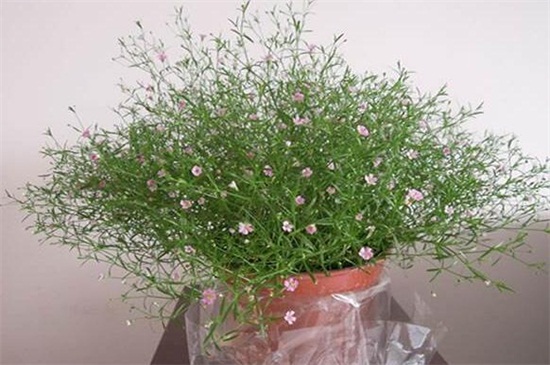 花店买的满天星怎么养，掌握4个要点可让植株长的枝繁叶茂（图）(图5)