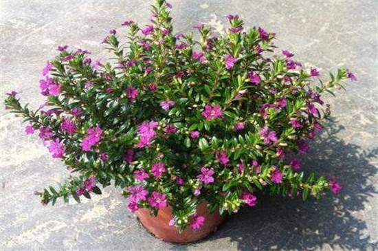 花店买的满天星怎么养，掌握4个要点可让植株长的枝繁叶茂（图）(图2)