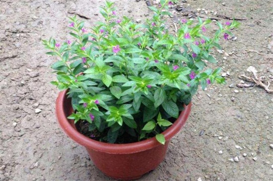 花店买的满天星怎么养，掌握4个要点可让植株长的枝繁叶茂（图）(图6)