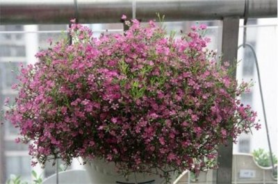 ​花店买的满天星怎么养，掌握4个要点可让植株长的枝繁叶茂（图）