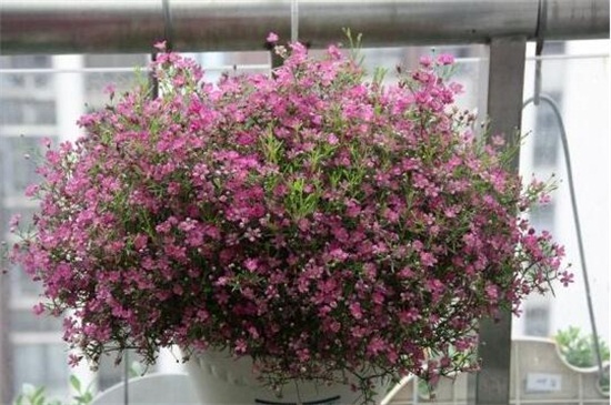 花店买的满天星怎么养，掌握4个要点可让植株长的枝繁叶茂（图）(图1)