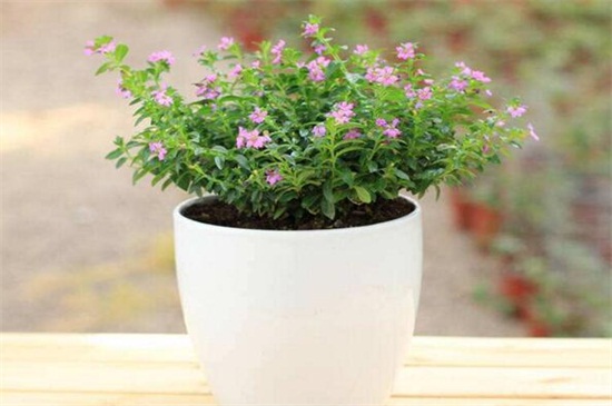 花店买的满天星怎么养，掌握4个要点可让植株长的枝繁叶茂（图）(图3)