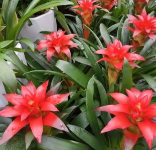 ​鸿运当头的养殖方法和注意事项（图）