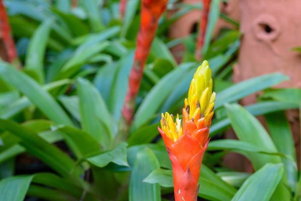 鸿运当头的养殖方法和注意事项（图）(图2)