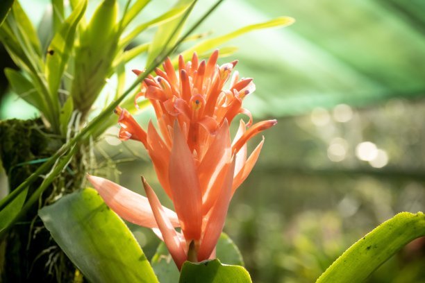 鸿运当头的养殖方法和注意事项（图）(图3)