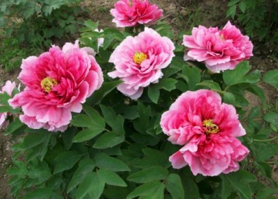 ​牡丹花什么时候开：一般在4~5月份