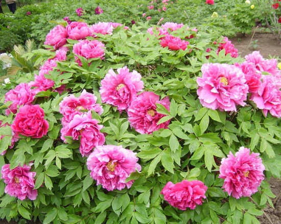 牡丹花什么时候开：一般在4~5月份(图2)