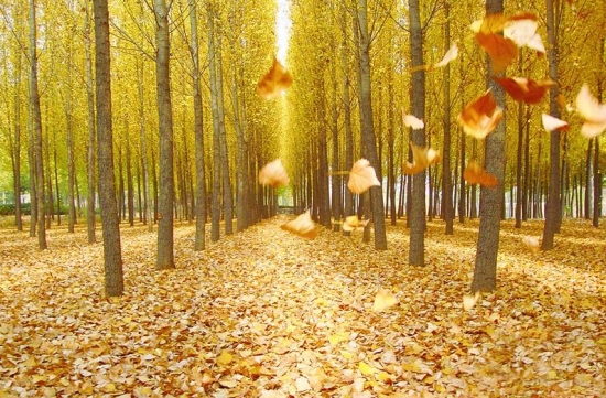 关于植物的10个冷知识，你知道多少(图7)