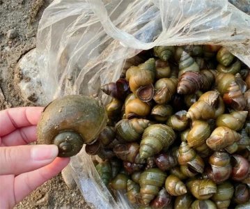 ​田螺和福寿螺的区别