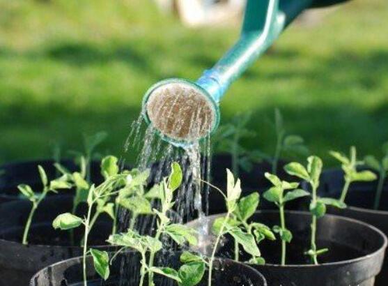 茉莉的修剪方法，4种修剪技巧让茉莉花快速爆盆(图5)