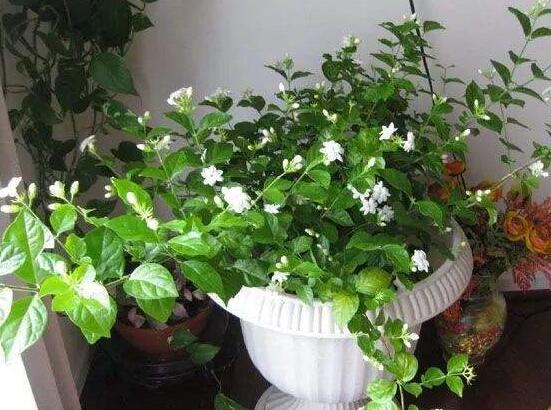 茉莉的修剪方法，4种修剪技巧让茉莉花快速爆盆(图7)