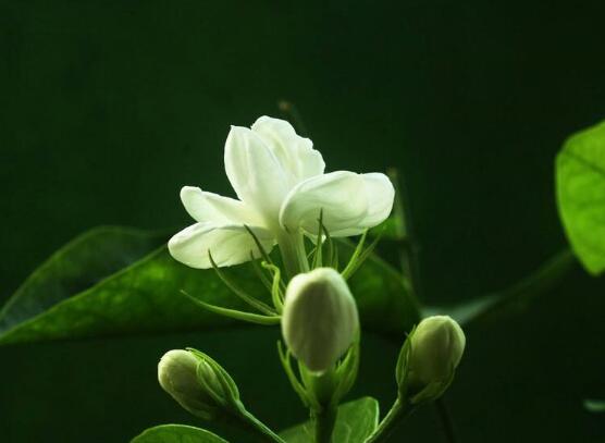茉莉的修剪方法，4种修剪技巧让茉莉花快速爆盆(图4)
