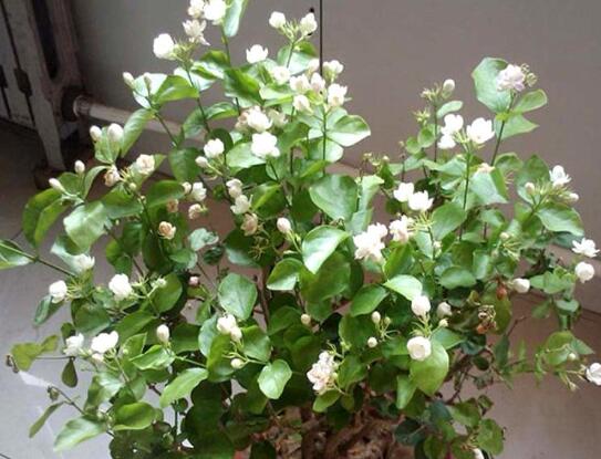 茉莉的修剪方法，4种修剪技巧让茉莉花快速爆盆(图3)