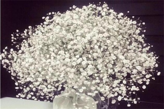 满天星适合送女朋友吗，适合送女友表达浓浓爱意（图）(图3)