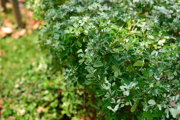 六月雪的养殖方法和注意事项(图3)