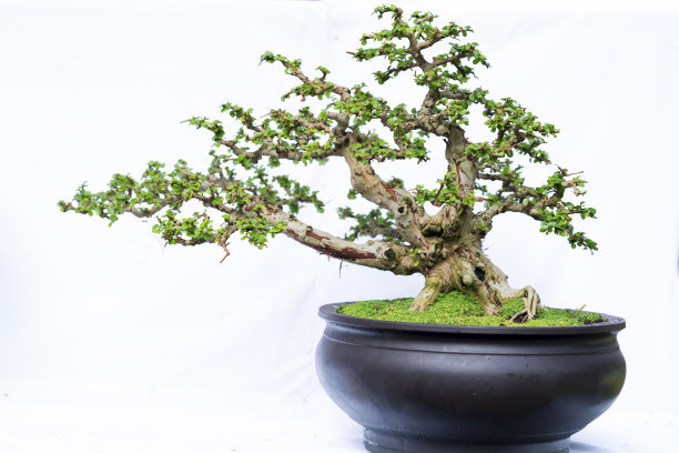 六月雪的养殖方法和注意事项(图2)