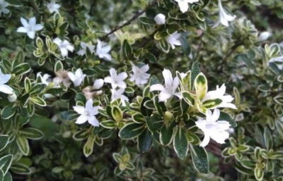 ​六月雪的养殖方法和注意事项