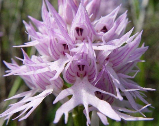 世界上最奇异的10种花(图2)