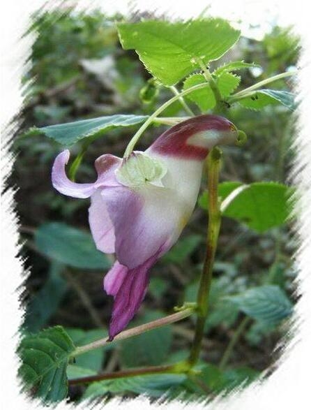 世界上最奇异的10种花(图9)