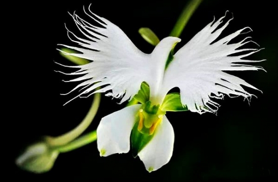 世界上最奇异的10种花(图6)