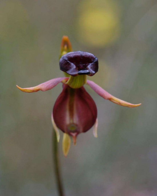 世界上最奇异的10种花(图4)