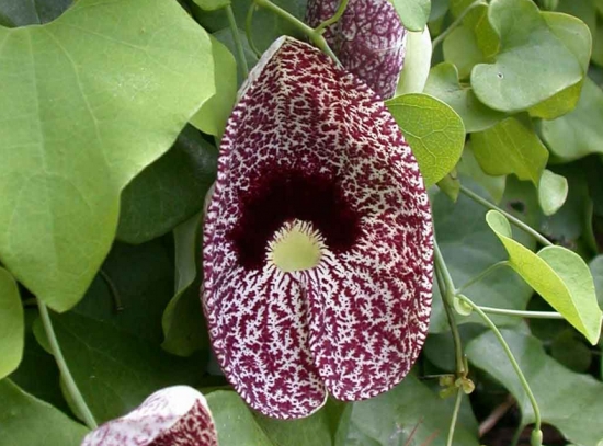 世界上最奇异的10种花(图16)