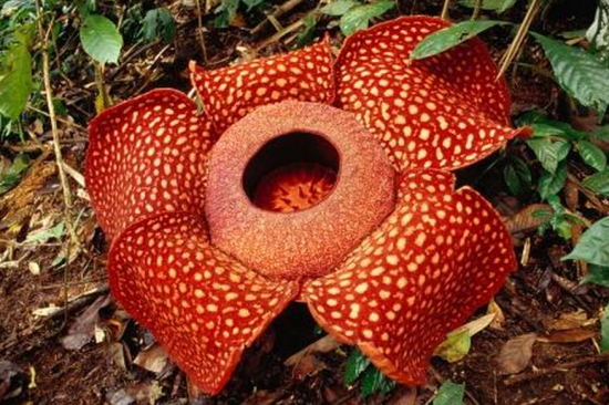 世界上最奇异的10种花(图15)