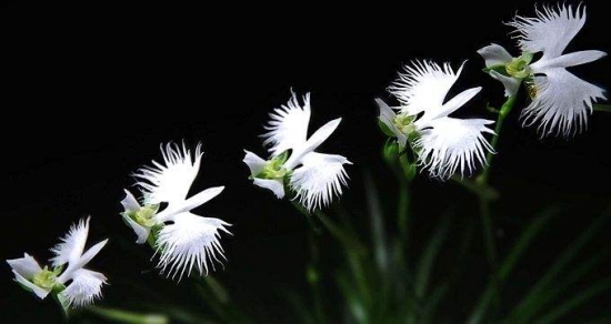 世界上最奇异的10种花(图5)