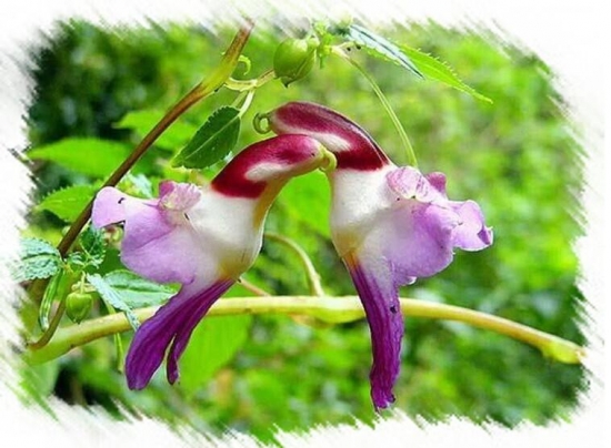 世界上最奇异的10种花(图10)