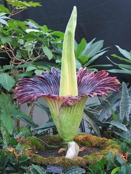 世界上最奇异的10种花(图13)