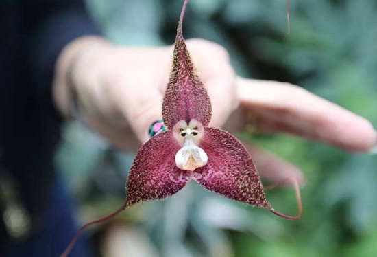 世界上最奇异的10种花(图7)