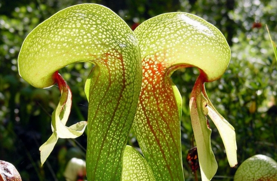 世界上最奇异的10种花(图12)