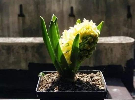 植物缺肥症状及对应的花肥沤制方法：薄肥淡施(图1)