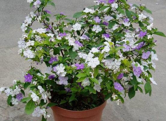 盆栽茉莉花怎么施肥，4种方法让你的茉莉花满枝头(图4)