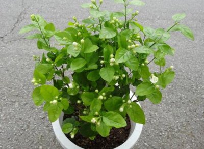 ​盆栽茉莉花怎么施肥，4种方法让你的茉莉花满枝头