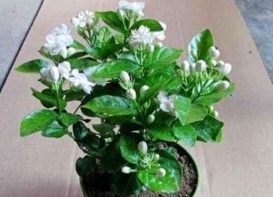 盆栽茉莉花怎么施肥，4种方法让你的茉莉花满枝头(图7)