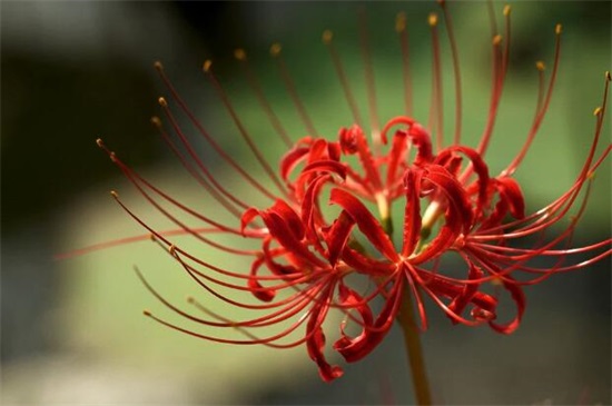 喜欢彼岸花的人的内心是什么，悲伤和孤独的人钟情彼岸花（图）(图2)
